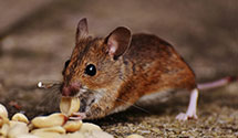 24 Hour & Emergency Exterminators in Shamong, NJ